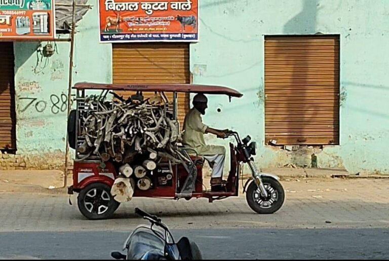 बुलंदशहर-बुगरासी में सरकारी लकड़ी काट रहे लोग, जिम्मेदार बेखबर